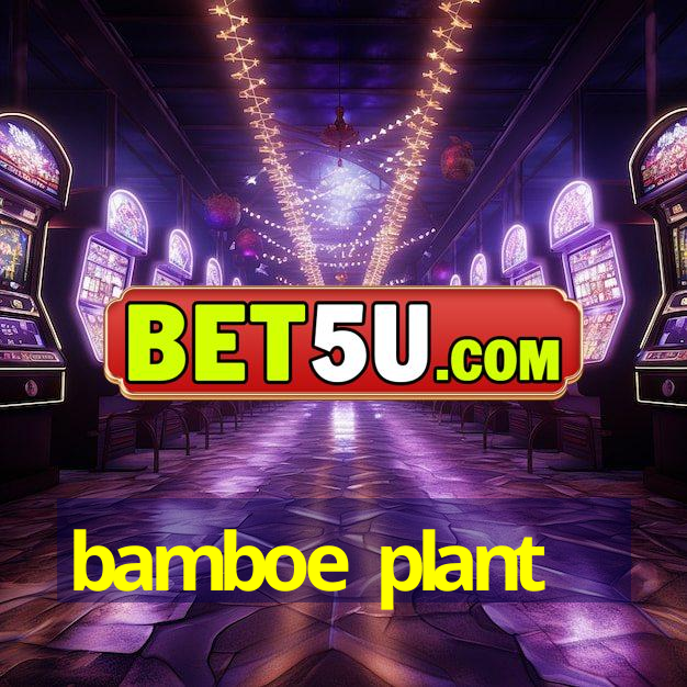 bamboe plant