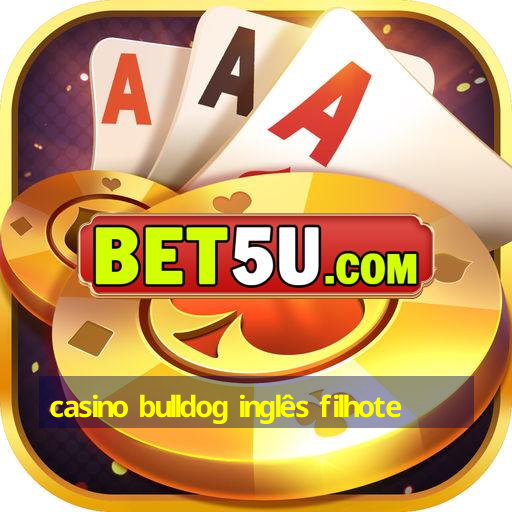 casino bulldog inglês filhote