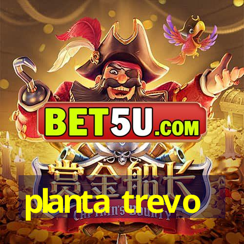 planta trevo