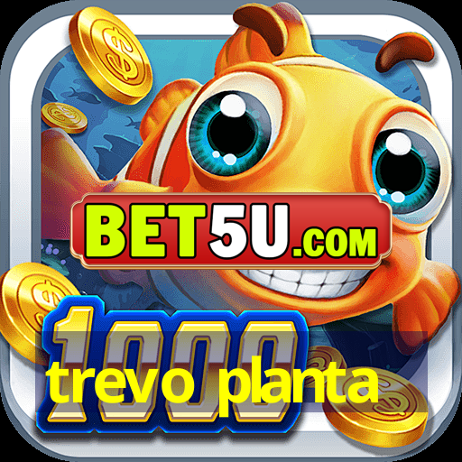 trevo planta